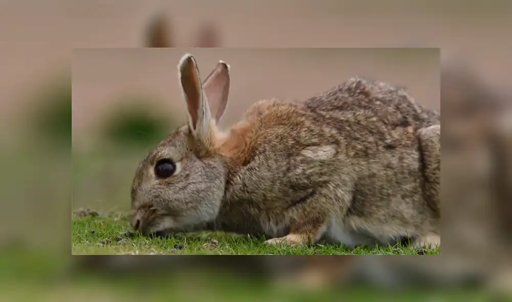 Una gaviota se encontró con un conejo y hizo algo insólito, lo cual dejó a miles atónitos. Una gaviota se encontró con un conejo y hizo algo insólito, lo cual dejó a miles atónitos.