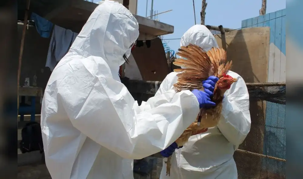 Alerta sanitaria por gripe aviar: estado de emergencia sanitaria permitirá tomar acciones de evaluación y control. Foto: Senasa Alerta sanitaria por gripe aviar: estado de emergencia sanitaria permitirá tomar acciones de evaluación y control. Foto: Senasa