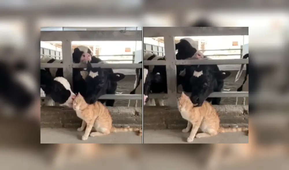 Desliza hacia la izquierda para ver más imágenes de la tierna escena protagonizada por unas cariñosas vacas y un felino. (Foto: captura)