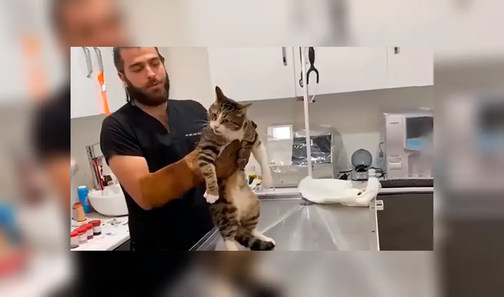 Desliza las imágenes para conocer el enfurecido comportamiento de un gato en su visita al veterinario. Foto: Captura. Desliza las imágenes para conocer el enfurecido comportamiento de un gato en su visita al veterinario. Foto: Captura.