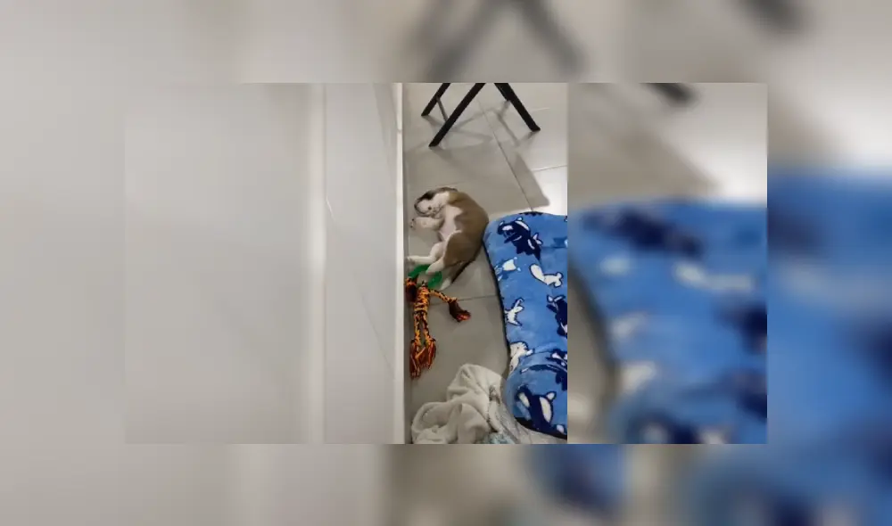 Desliza las imágenes para observar la acción de un perro al preferir dormir en el suelo que en su cama nueva. Foto: Captura. Desliza las imágenes para observar la acción de un perro al preferir dormir en el suelo que en su cama nueva. Foto: Captura.