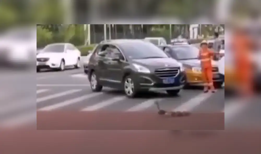 Un policía vio a los patos y decidió para el tránsito para que las aves crucen. Foto: YouTube