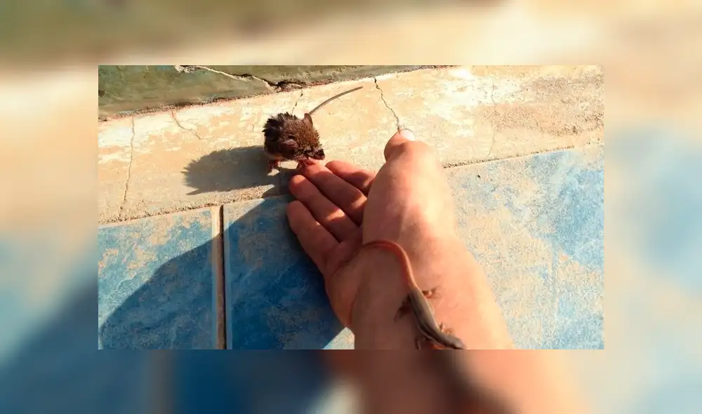 Desliza hacia la izquierda para ver las imágenes del viral de Facebook. Desliza hacia la izquierda para ver las imágenes del viral de Facebook.