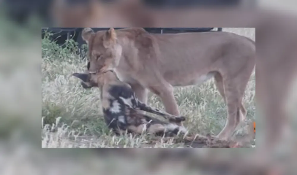 YouTube viral: Astuta hiena finge estar muerta para evitar que hambriento león la asesine [VIDEO]