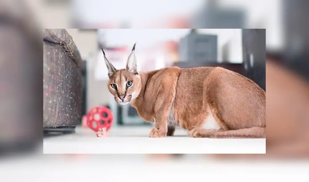 Desliza para ver el aspecto de este felino híbrido que sorprendió a todos en YouTube. Foto: Captura. Desliza para ver el aspecto de este felino híbrido que sorprendió a todos en YouTube. Foto: Captura.