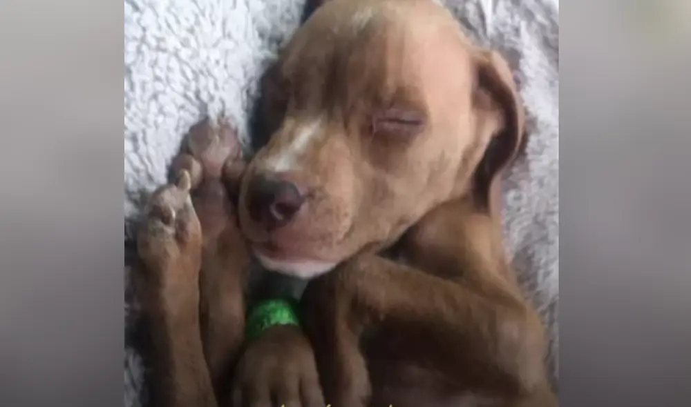 Desliza hacia la izquierda para ver las imágenes del video viral. Foto: Captura de YouTube.