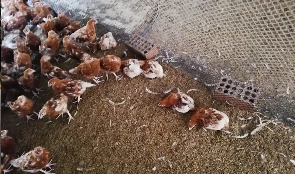 Aves eran criadas en condiciones insalubres dentro de una granja Aves eran criadas en condiciones insalubres dentro de una granja