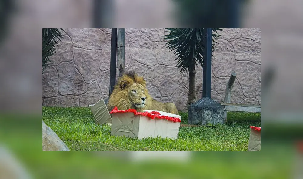 Sultán disfrutando de los regalos. Foto: Parque de las Leyendas. Sultán disfrutando de los regalos. Foto: Parque de las Leyendas.