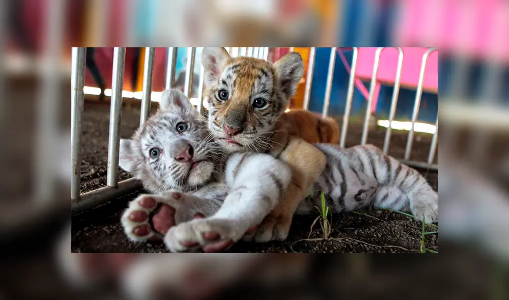Hallan siete tigres congelados dentro de auto para tráfico ilegal