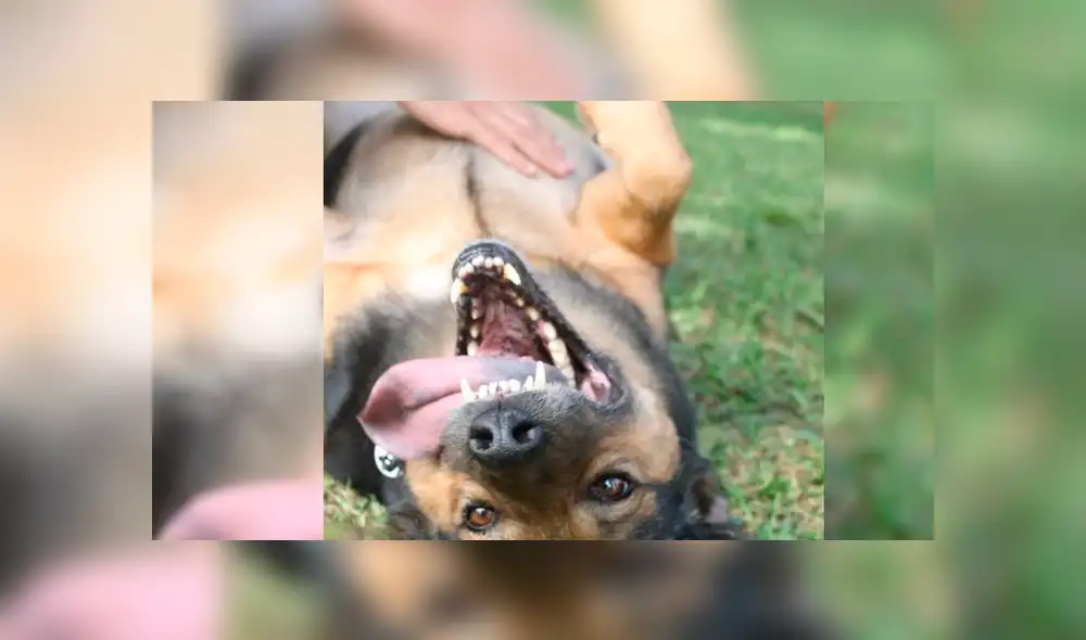 Leo va en segundo lugar y representa a la Universidad Agraria de La Molina. Foto: Nukhan.