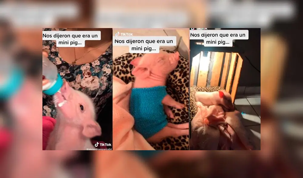 Desliza las imágenes para ver la increíble transformación que tuvo este presunto 'mini pig'. Foto: Alejandra Esperanza/TikTok