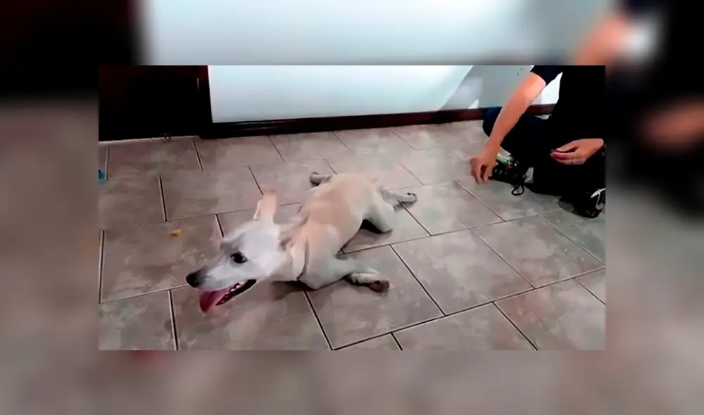 Perro discapacitado fue abandonado dos veces el mismo día por sus dueños Perro discapacitado fue abandonado dos veces el mismo día por sus dueños