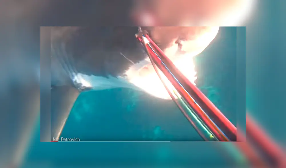 Video es viral en Facebook. Hombre grabó el impactante encuentro que tuvo con un tiburón blanco, cuando se encontraba pescando con un grupo de amigos