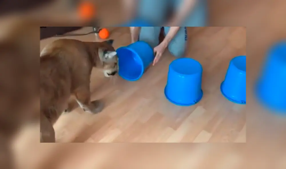 Desliza para ver el desenlace de este video viral de Facebook. Foto: Captura. Desliza para ver el desenlace de este video viral de Facebook. Foto: Captura.