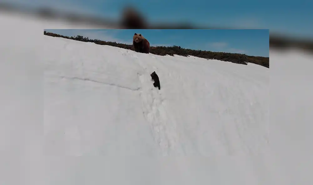 Facebook: Captan el preciso momento en que un oso cachorro cae desde una montaña [VIDEO]