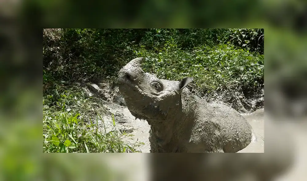 Malasia: Muere último rinoceronte macho de Sumatra en cautiverio 