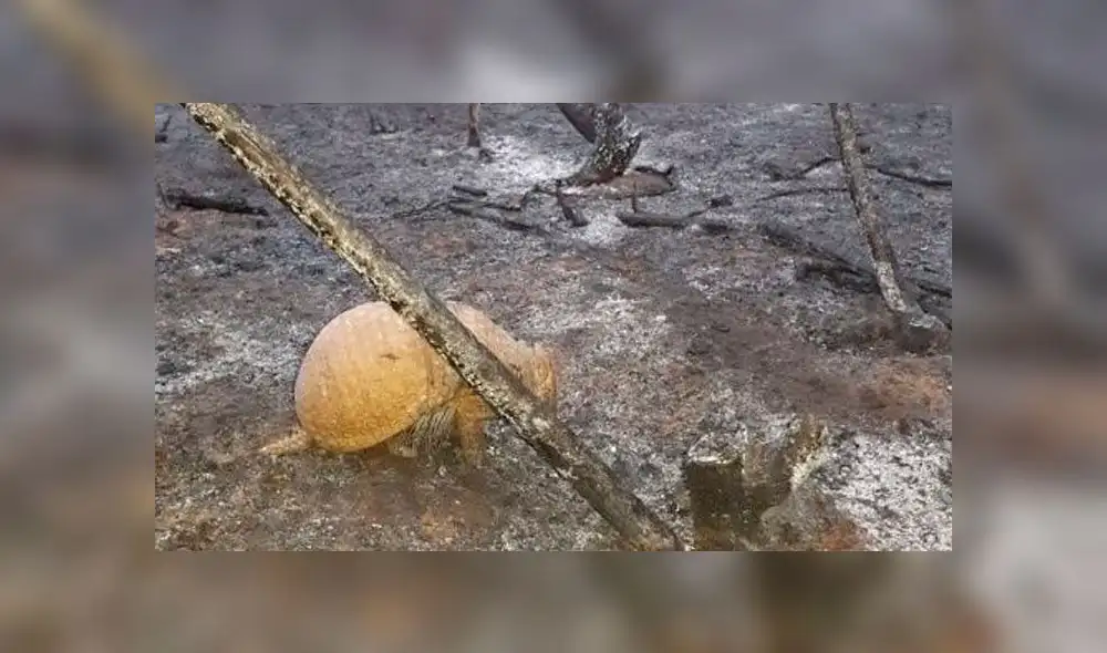 Así lucen los animales víctimas del incendio en la Amazonía [FOTOS]