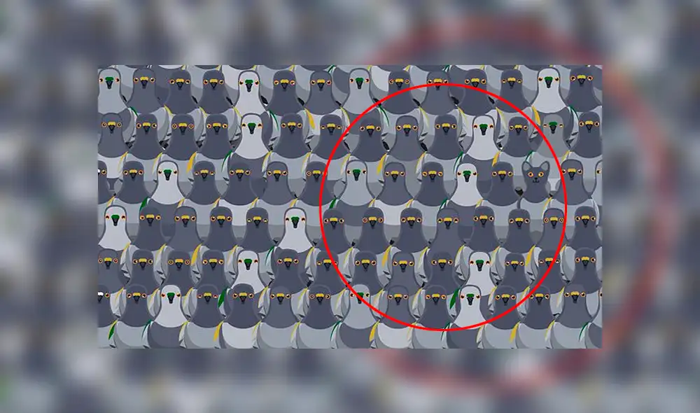 ¿Podrás hallar el gato en tan solo 18 segundos? Foto: captura ¿Podrás hallar el gato en tan solo 18 segundos? Foto: captura