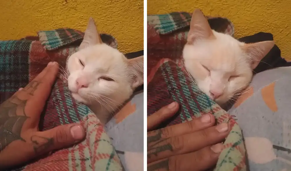 Desliza las imágenes para ver la amorosa acción que realiza un joven para hacer dormir a su gato. Foto: captura de Facebook Desliza las imágenes para ver la amorosa acción que realiza un joven para hacer dormir a su gato. Foto: captura de Facebook