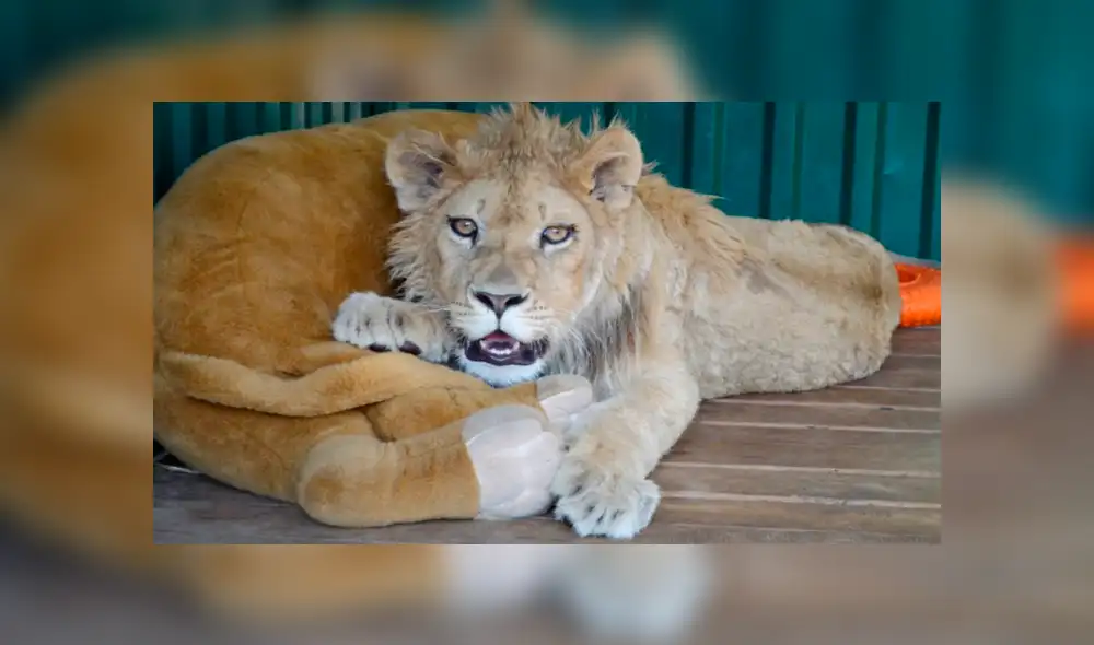 El león fue llevado donde un veterinario para que le practicara una cirugía de urgencia. (Foto: Captura/@KarenDallakyan)