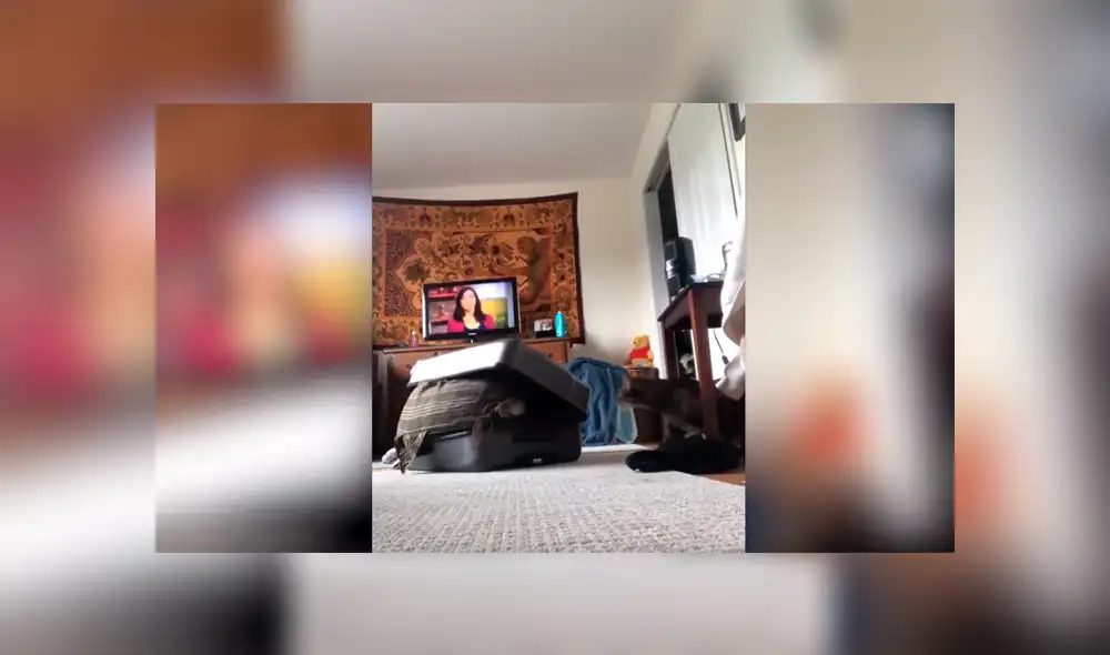 Youtube viral: Planea asustar a su novio con broma, pero su gato la ataca ferozmente y arruina su plan [VIDEO]