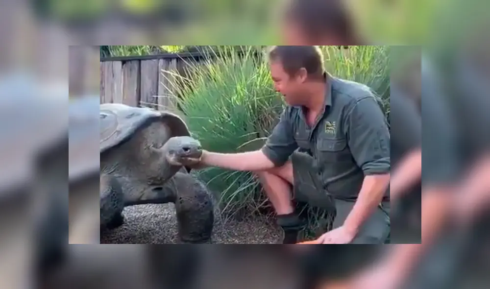 Turistas graban gigantesca tortuga junto a su cuidador.