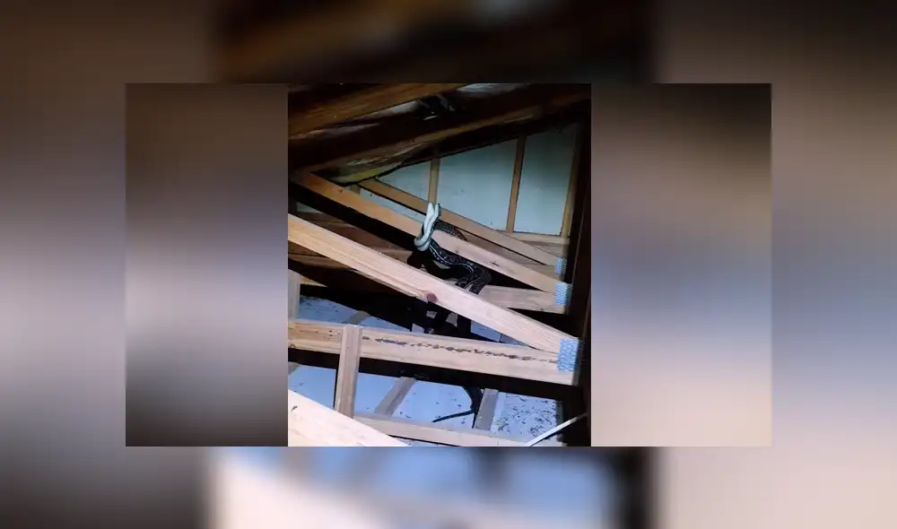 Un video viral muestra el momento en el que un hombre se encuentra cara a cara con dos enormes serpientes. Un video viral muestra el momento en el que un hombre se encuentra cara a cara con dos enormes serpientes.