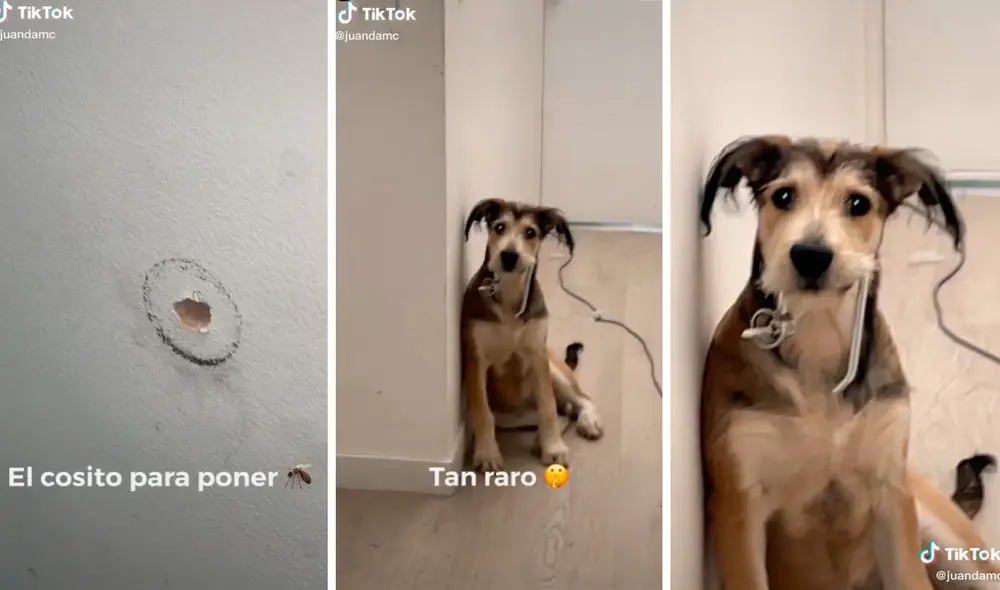 Las imágenes han logrado 34 millones de visualizaciones. Foto: composición LR/captura de TikTok/@Juandammc