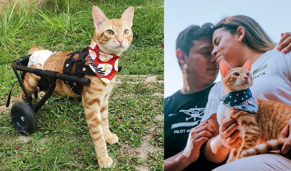 Desliza las imágenes para conocer un poco más de este gatito que se ha vuelto famoso en TikTok y otras redes sociales. Foto: captura de Instagram/ soyelgatoleopoldo Desliza las imágenes para conocer un poco más de este gatito que se ha vuelto famoso en TikTok y otras redes sociales. Foto: captura de Instagram/ soyelgatoleopoldo