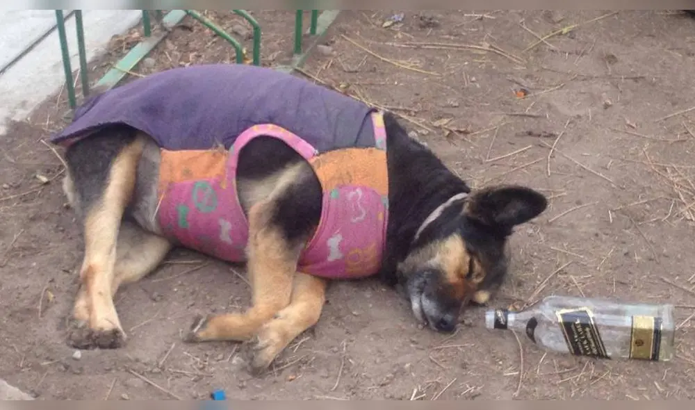 Pancho Cavero reveló que está al cuidado de 'Perrovaca' [FOTOS] 