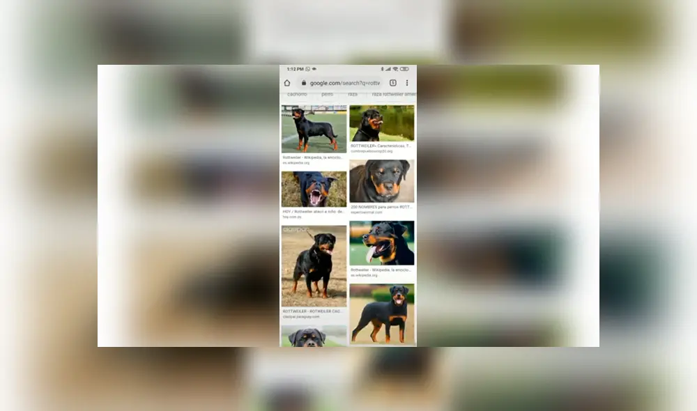 Desliza las imágenes para conocer la verdadera raza de un perro que supuestamente era un rottweiler. Desliza las imágenes para conocer la verdadera raza de un perro que supuestamente era un rottweiler.