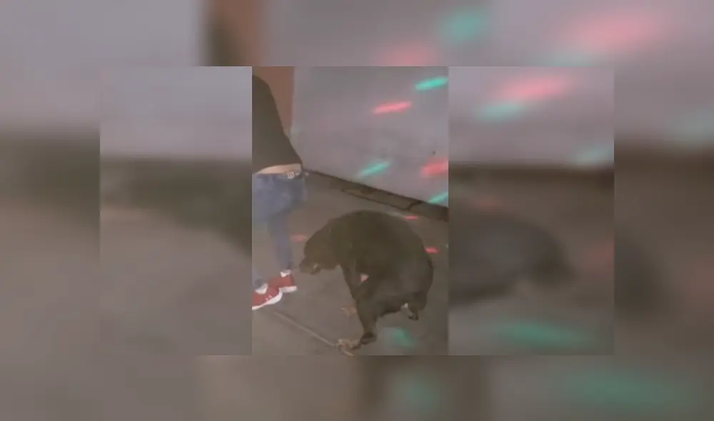 Facebook viral: Perro es sorprendido bailando reggaetón en plena fiesta y su estilo sorprende [VIDEO]
