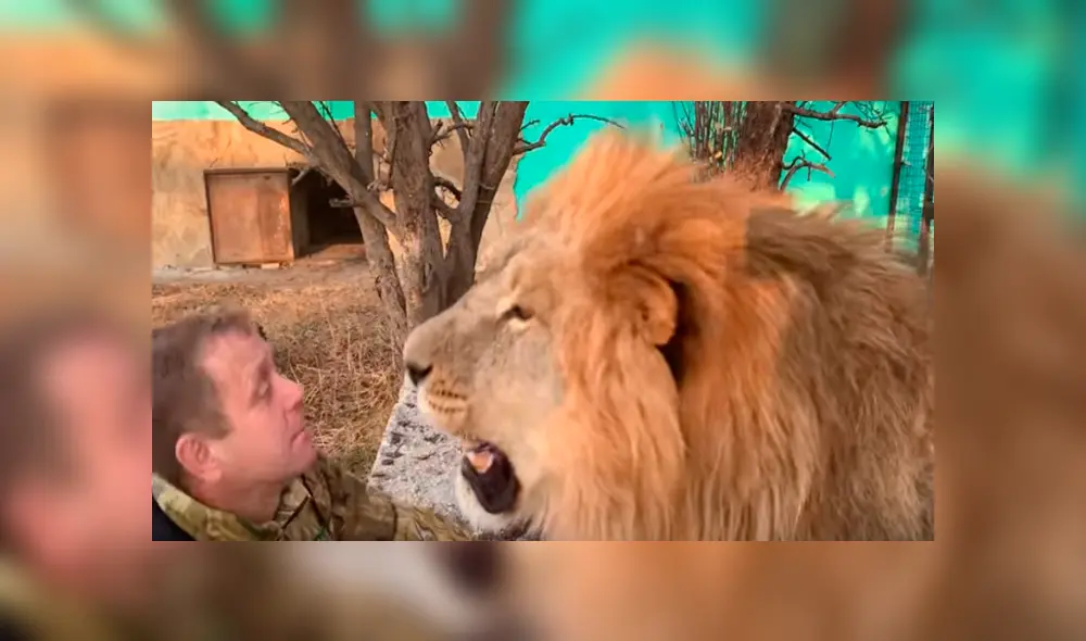 Desliza hacia la izquierda para ver el comportamiento del feroz león que se hizo viral en Facebook.