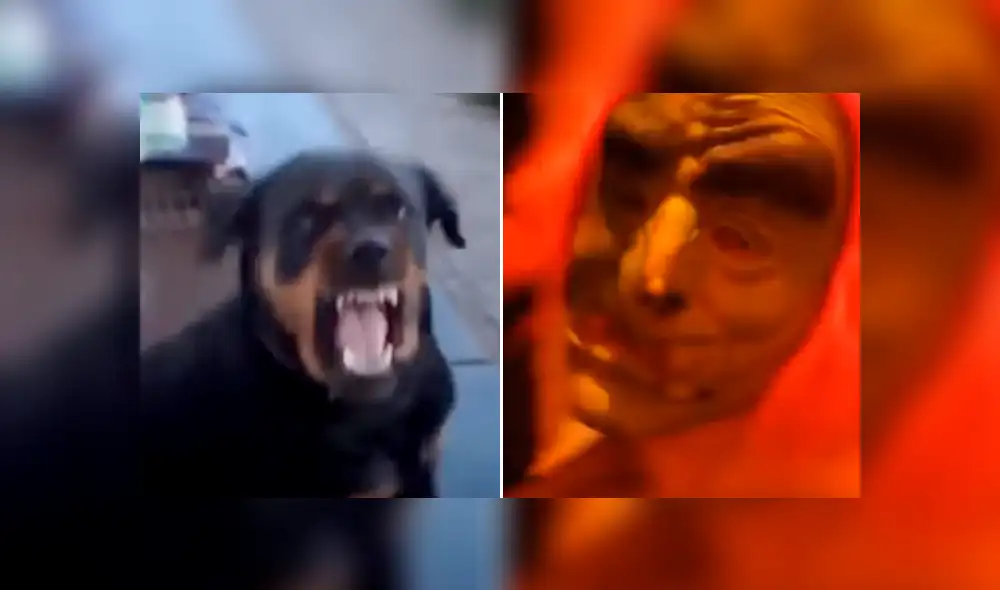 Facebook viral: rottweiler tiene violenta reacción al ver a su dueño con una máscara de Halloween [VIDEO]