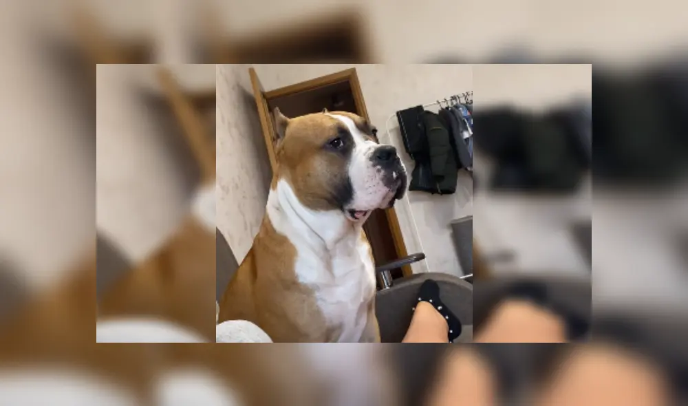 Desliza las imágenes para ver más sobre la furiosa reacción de este felino. (Foto: captura)