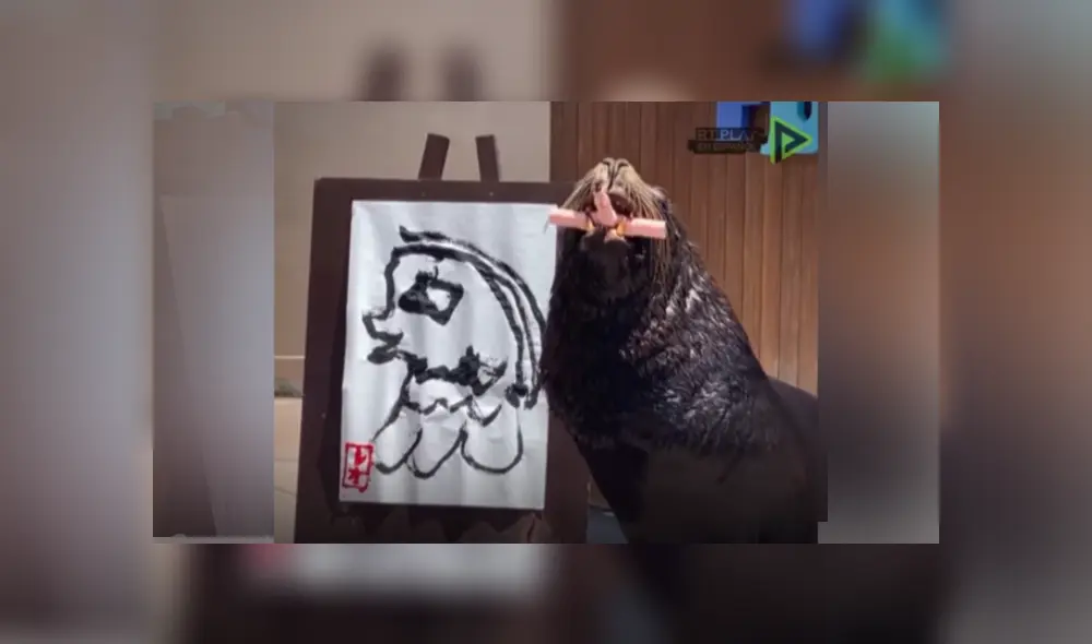 Desliza las imágenes para ver más de este león marino que es viral en YouTube con su increíble talento.