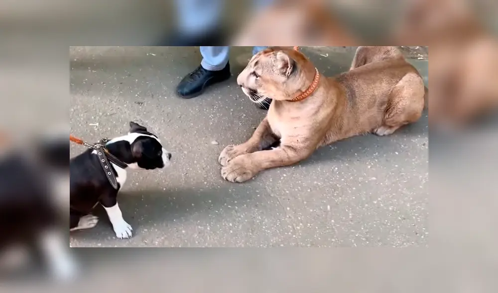 Puma se junta con perro. Puma se junta con perro.