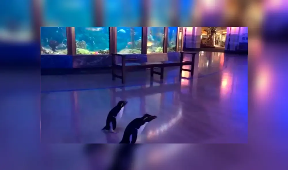 Desliza hacia la izquierda para ver más del video viral Desliza hacia la izquierda para ver más del video viral