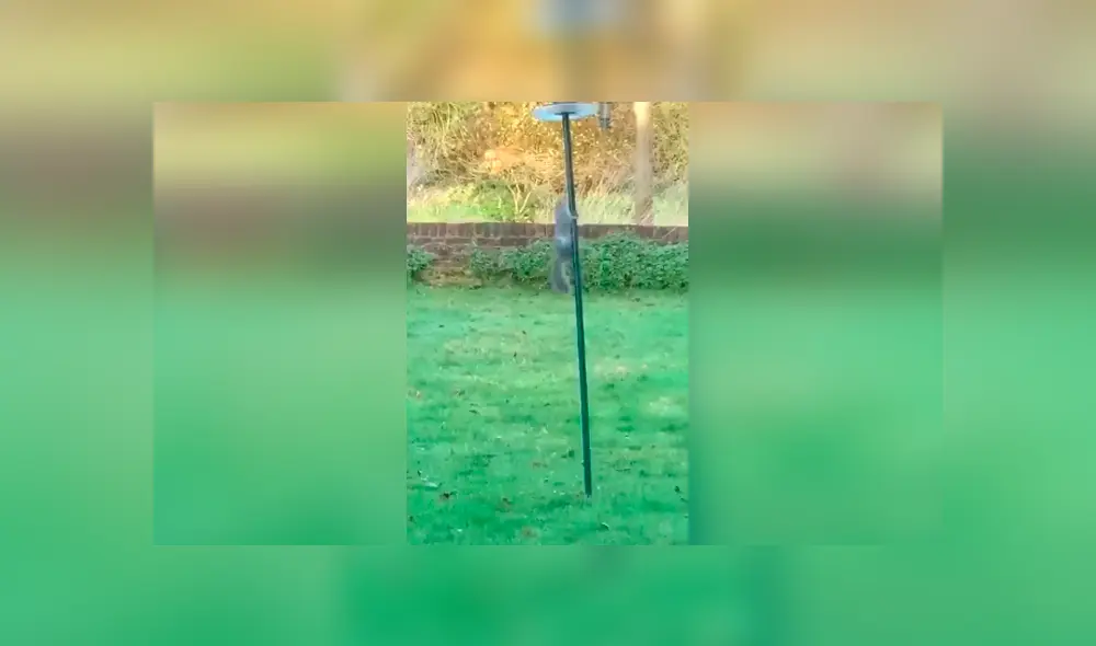 Desliza las imágenes para conocer el curioso truco que inventó una mujer para evitar que una ardilla se lleve la comida.