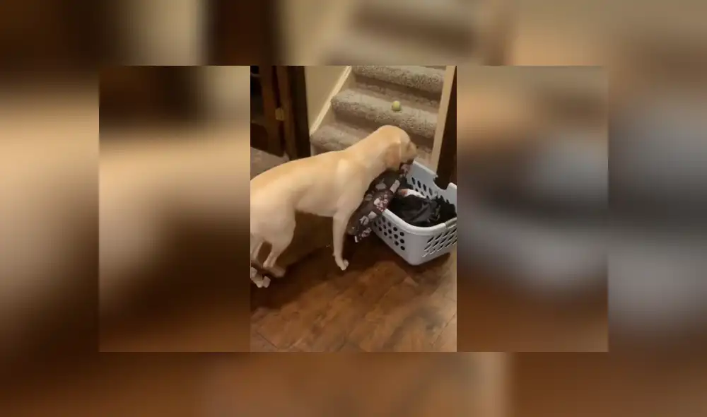 Desliza las imágenes para ver cómo un perro apoya a su dueño y ordena las cosas en su hogar. Foto: Captura. Desliza las imágenes para ver cómo un perro apoya a su dueño y ordena las cosas en su hogar. Foto: Captura.