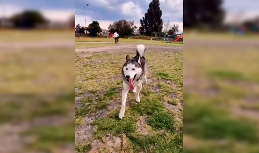 Desliza las imágenes para conocer la historia de un perro que consiguió un nuevo hogar al acogido de la calle. Foto: Captura de Facebook