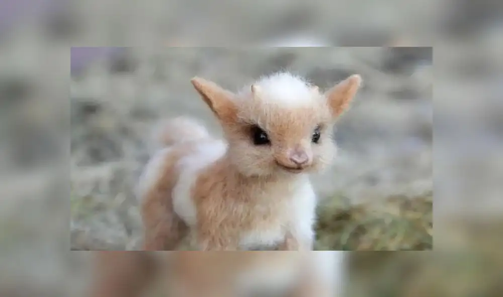 Artista rusa construye animales de lana que parecen sacados de Disney