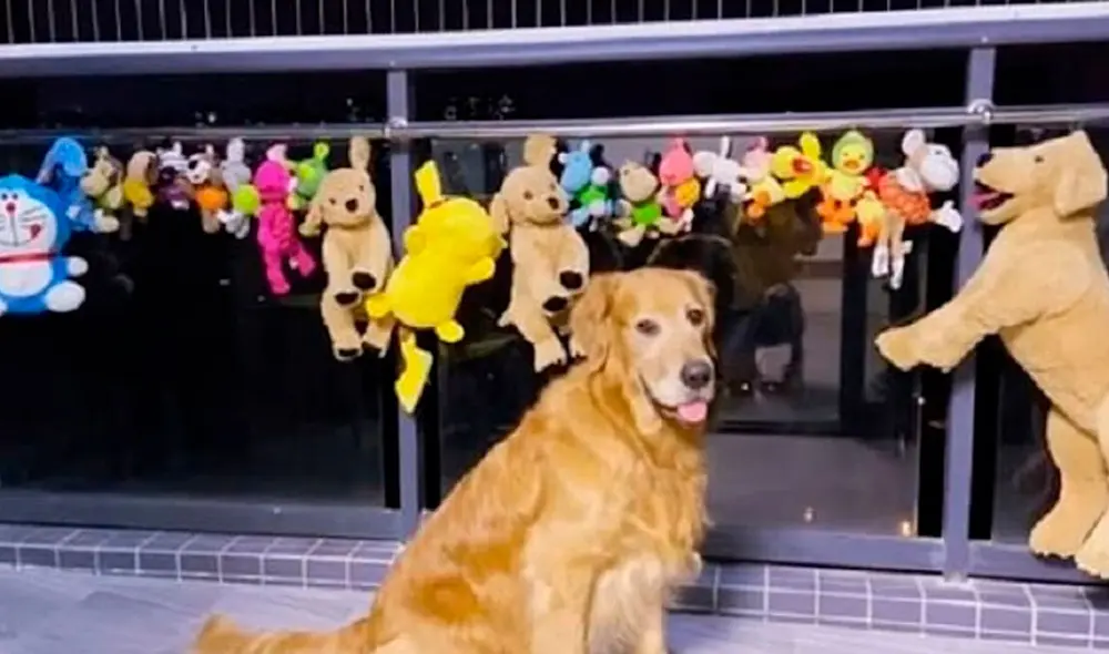 Desliza las imágenes para ver la curiosa acción de un perro al ‘cuidar’ a sus peluches recién lavados. Foto: captura de Facebook Desliza las imágenes para ver la curiosa acción de un perro al ‘cuidar’ a sus peluches recién lavados. Foto: captura de Facebook