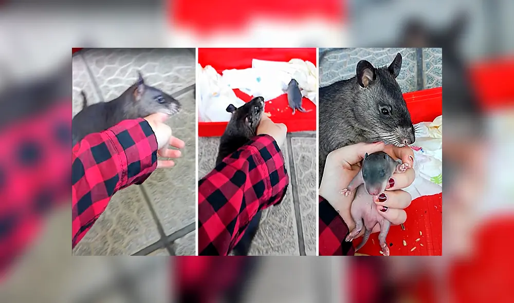 Desliza para ver los detalles de este video viral que es tendencia en Facebook. Foto: Captura. Desliza para ver los detalles de este video viral que es tendencia en Facebook. Foto: Captura.