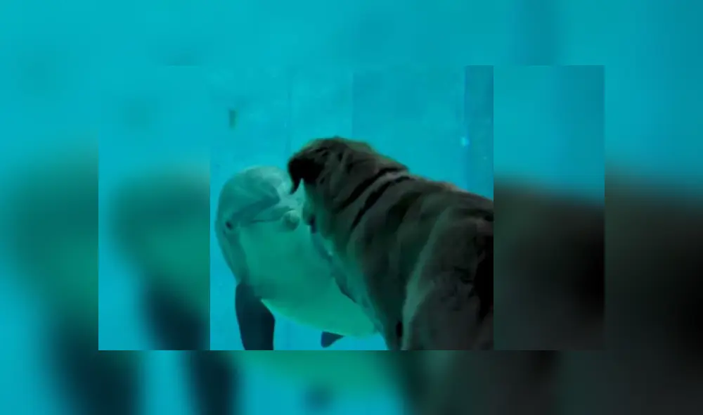 Desliza hacia la izquierda para ver más imágenes de este conmovedor encuentro entre un perro y un delfín. (Foto: captura / YouTube) Desliza hacia la izquierda para ver más imágenes de este conmovedor encuentro entre un perro y un delfín. (Foto: captura / YouTube)
