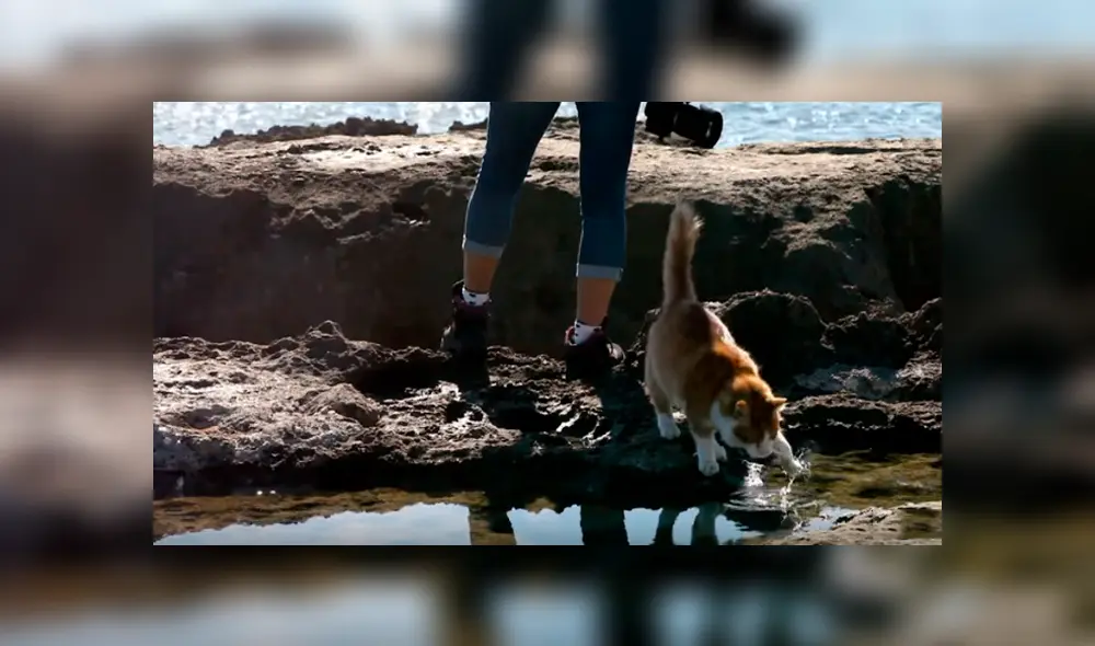 Desliza hacia la izquierda para ver las imágenes del viral de YouTube que revela por qué lo felinos le temen al agua. Desliza hacia la izquierda para ver las imágenes del viral de YouTube que revela por qué lo felinos le temen al agua.