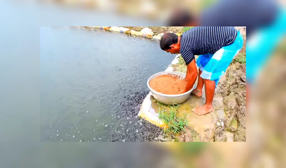 YouTube viral: arroja alimento a misterioso lago y miles de hambrientas criaturas surgen para devorarlo
