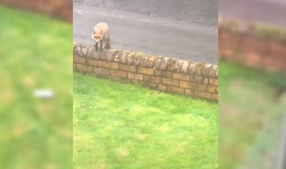 Desliza para ver la secuencia del viral. Foto: Captura/YouTube/ViralHog Desliza para ver la secuencia del viral. Foto: Captura/YouTube/ViralHog