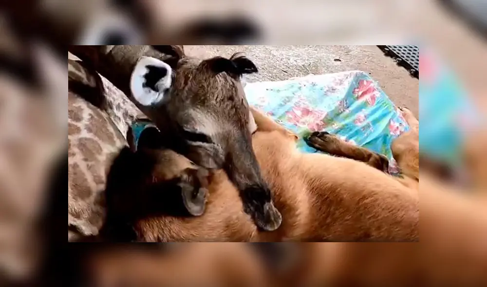 Amigos de diferentes especies