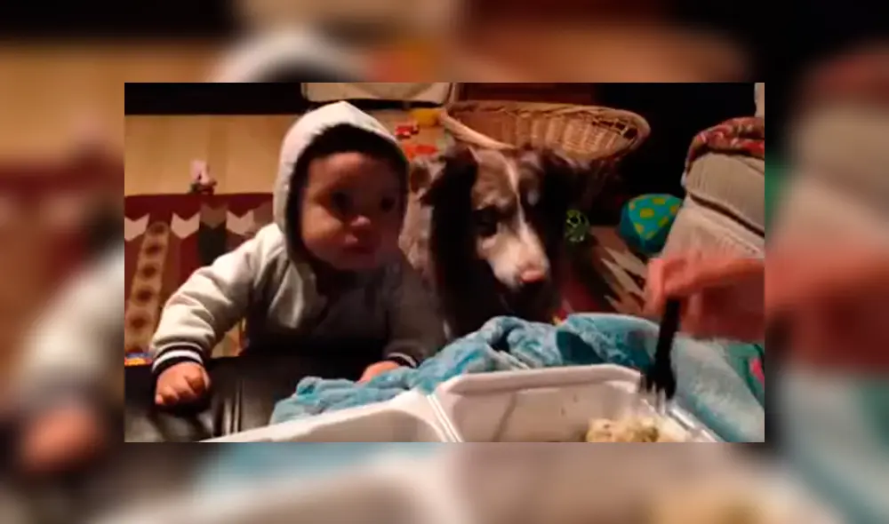 Video es viral en YouTube. El astuto can sorprendió a todos con una inesperada reacción cuando su dueña le daba de comer a su bebé de nueve meses Video es viral en YouTube. El astuto can sorprendió a todos con una inesperada reacción cuando su dueña le daba de comer a su bebé de nueve meses